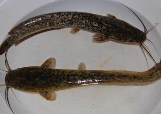 Нижегородцы восстали против предпринимателя, организовавшего рыбное хозяйство в подвале жилого дома