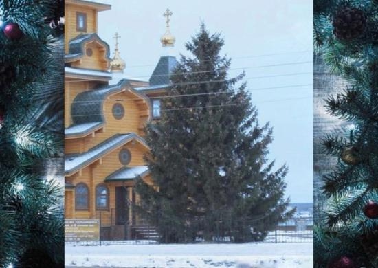 Центральную площадь в Первомайске украсили ворованной елью 