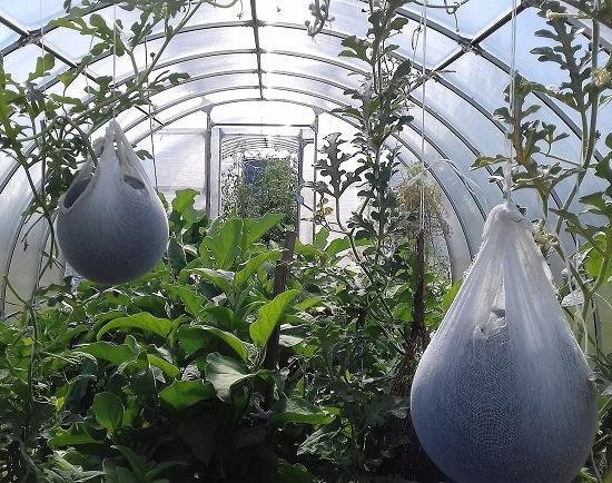 Посевы арбузов увеличились в 18 раз за 10 лет в Нижегородской области