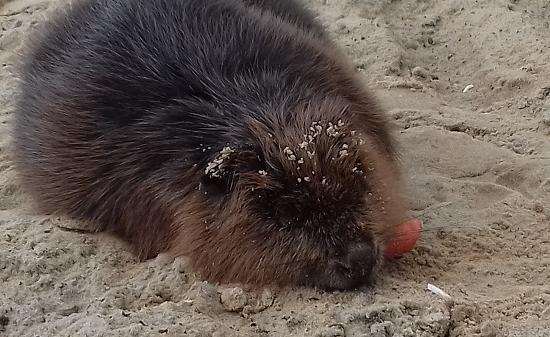 Раненый бобр, пришедший к людям в Нижегородской области, не выжил