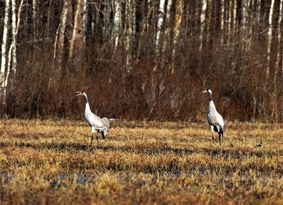 Серые журавли прилетели в Нижегородскую область