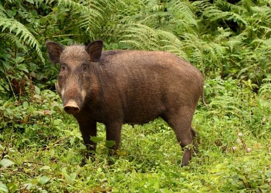 Диких кабанов и свиней велено убивать и сжигать в Дивеевском районе Нижегородской области