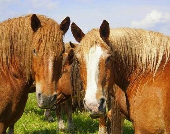 Почти 450 тыс. руб. планируется вложить в нижегородский ипподром, который хотели законсервировать