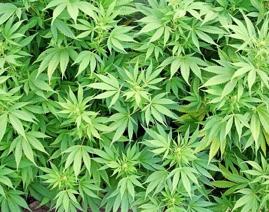 Конопле нашли промышленное применение в Нижегородской области