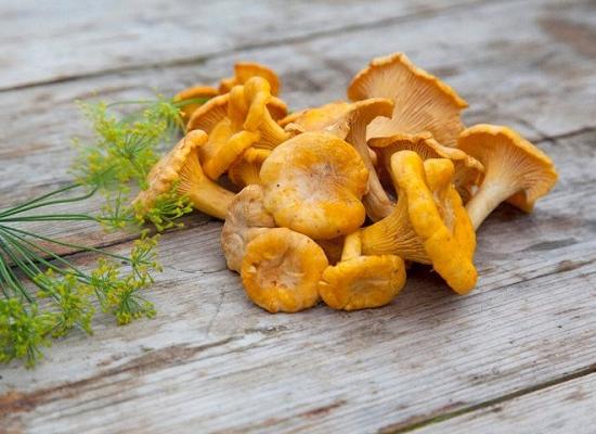 Стало известно, о каких грибах чаще всего нижегородцы спрашивают «Яндекс»