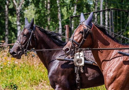 Конный фестиваль пройдет на Нижегородском ипподроме