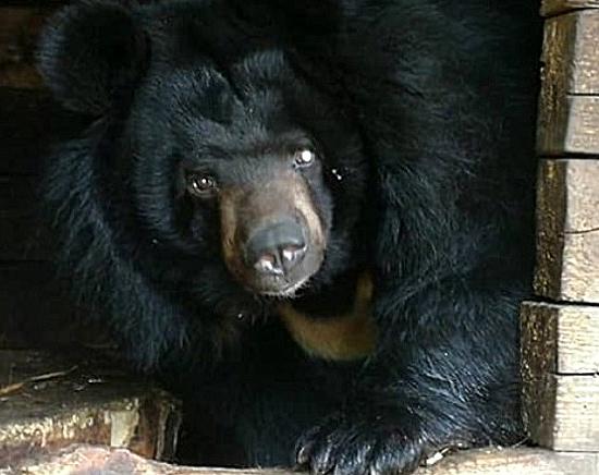 Зоопарк «Мишутка», где выявлено жестокое обращение с животными, закроют в Нижнем Новгороде