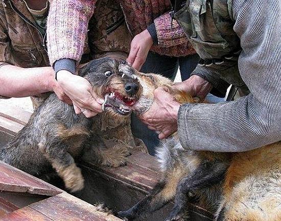 Контактные притравочные станции запретили в Нижегородской области