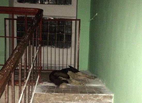 Полиция отказала в возбуждении дела по заявлению о массовом отравлении собак в р.п. Выездное Нижегородской области