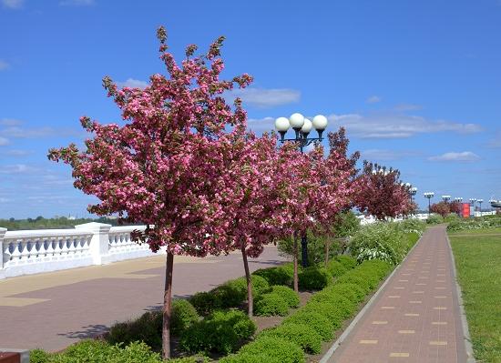 Велорикши будут работать на двух улицах Нижнего Новгорода