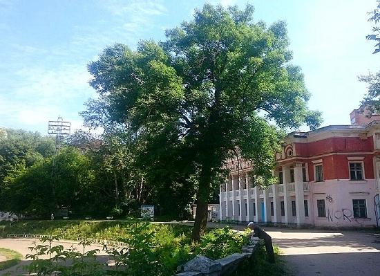 Разработан документ для защиты от вырубки 100-летнего ясеня на стадионе «Водник» в Нижнем Новгороде