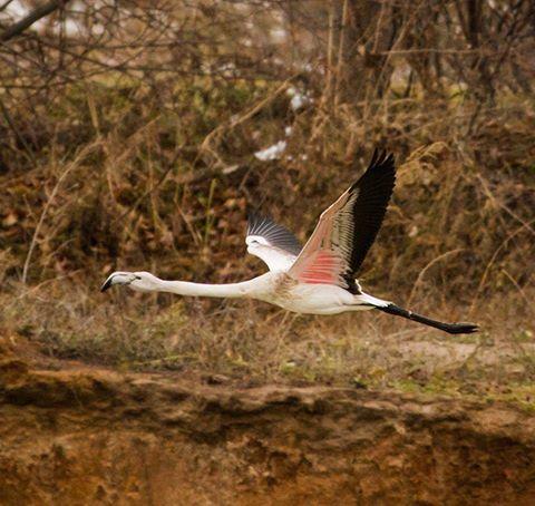 Розовый фламинго совершил вынужденную посадку под Нижнем Новгородом