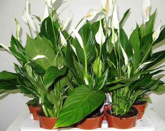 Уход за горшечными растениями правительства Нижегородской области будет оплачен из бюджета